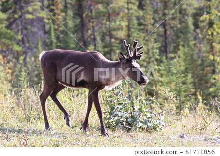 A craibou walks along a grassy opening A craibou walks along a grassy opening 81711056