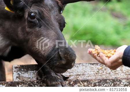 A caribou eating corn from a human hand A caribou eating corn from a human hand 81711058