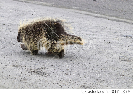 Side view of a porcupine walking on a road Side view of a porcupine walking on a road 81711059