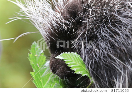 Closeup of a porcupine head beside some leaves Closeup of a porcupine head beside some leaves 81711063
