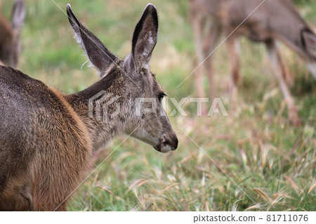 A female mule deer with a herd in the background 81711076