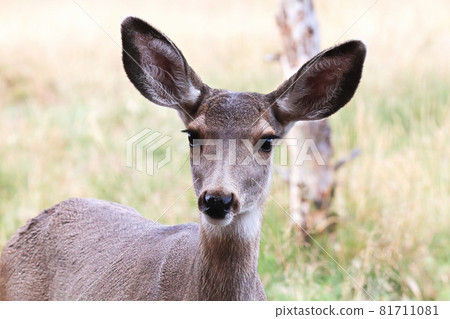 Closeup of a female mule deer head 81711081