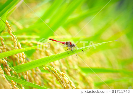 蜻蜓和米飯 蜻蜓和米飯 81711743