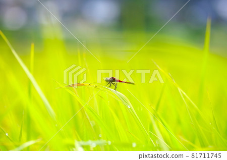 蜻蜓和米飯 81711745