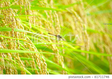 蜻蜓和米飯 81711746