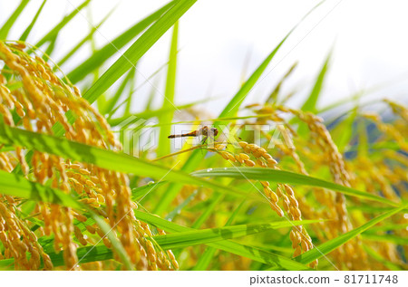 蜻蜓和米飯 81711748