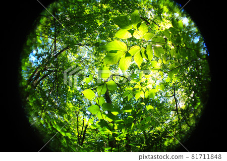 Trees Trees 81711848