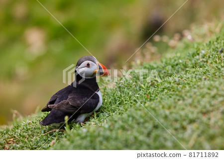puffin standing on a rock cliff . fratercula arctica 81711892