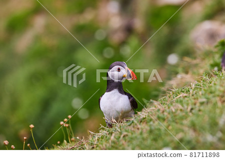 puffin standing on a rock cliff . fratercula arctica 81711898