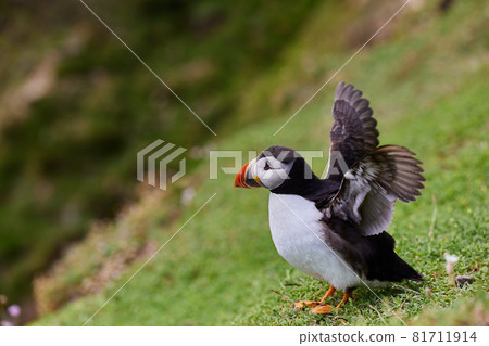 puffin standing on a rock cliff . fratercula arctica 81711914