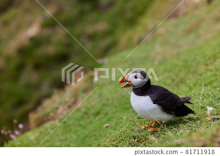 puffin standing on a rock cliff . fratercula arctica 81711918