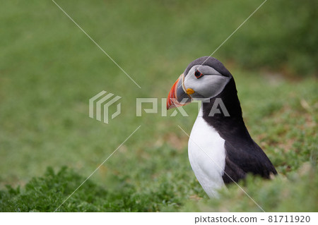 puffin standing on a rock cliff . fratercula arctica puffin standing on a rock cliff . fratercula arctica 81711920