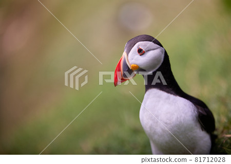 puffin standing on a rock cliff . fratercula arctica 81712028
