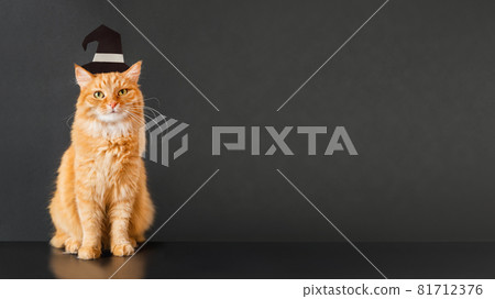 Cute ginger cat in witch hat. Fluffy pet sits on black background. Domestic animal is ready to celebrate Halloween. Costume party. Copy space. Cute ginger cat in witch hat. Fluffy pet sits on black background. Domestic animal is ready to celebrate Halloween. Costume party. Copy space. 81712376