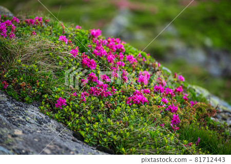 Rhododendron flowers in nature 81712443