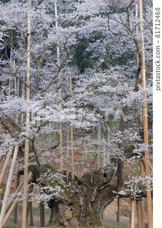 用夾板支撐的單棵櫻花樹（岐阜縣本棲市薄住公園、小住櫻花） 81712468