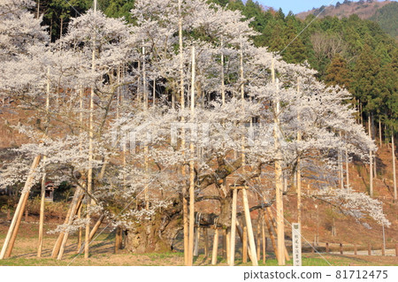 A single cherry tree supported by a splint (Usuzumi Park, Usuzumi Sakura, Motosu City, Gifu Prefecture) A single cherry tree supported by a splint (Usuzumi Park, Usuzumi Sakura, Motosu City, Gifu Prefecture) 81712475