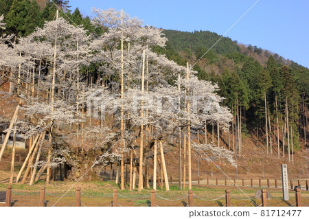Sakura (Usuzumi Park, Usuzumi Sakura, Motosu City, Gifu Prefecture) 81712477