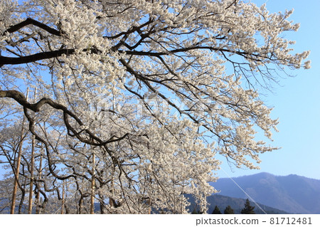 Sakura (Usuzumi Park, Usuzumi Sakura, Motosu City, Gifu Prefecture) 81712481