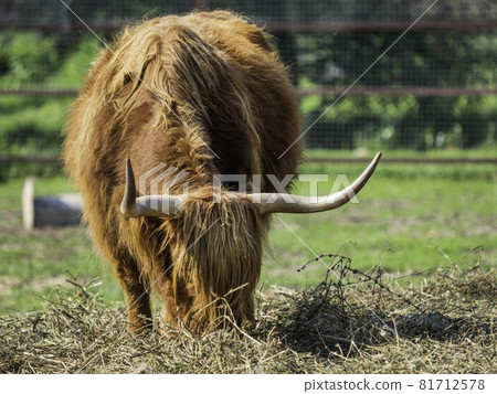 Highland, Scottish breed of rustic cattle. Furry cow eats hay in paddock. Farm animal grazes outdoors at summer. Highland, Scottish breed of rustic cattle. Furry cow eats hay in paddock. Farm animal grazes outdoors at summer. 81712578