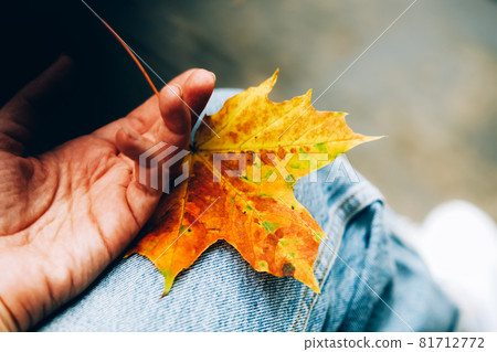 Hand with orange maple leaf on blue jeans background. Hand with orange maple leaf on blue jeans background. 81712772