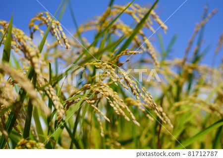Ears of rice in early autumn, ripe rice 81712787
