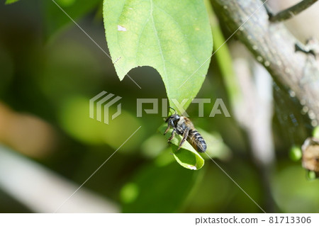 A series of photos of a leafcutter bee cutting a leaf 5 81713306