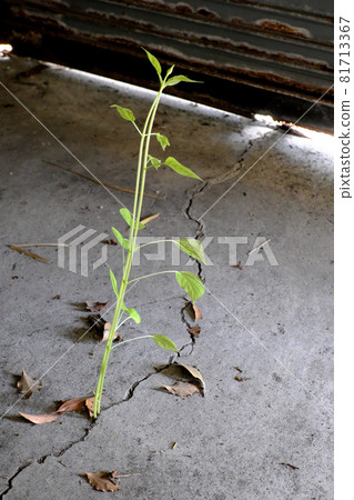 Weeds growing from cracks in concrete 81713367