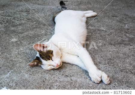 White cat lie on a stone pavement in the city of Kotor in Montenegro White cat lie on a stone pavement in the city of Kotor in Montenegro 81713602