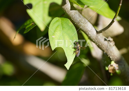 A series of photos of a leafcutter bee cutting a leaf A A series of photos of a leafcutter bee cutting a leaf A 81713618