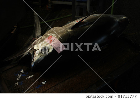 Wild tuna brought to the fish market 81713777