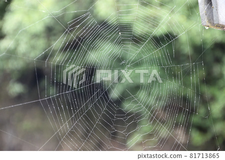 雨風化的蜘蛛網 81713865