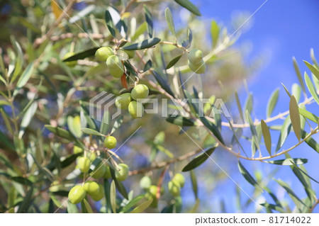 Olive fruit Olive fruit 81714022