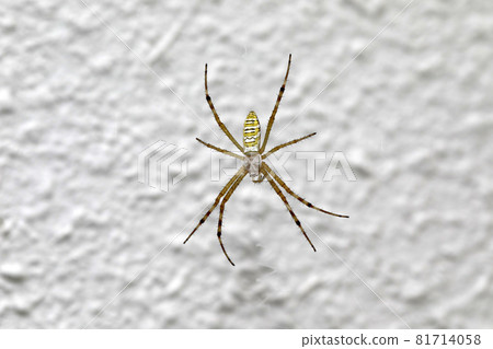Argiope spider 81714058