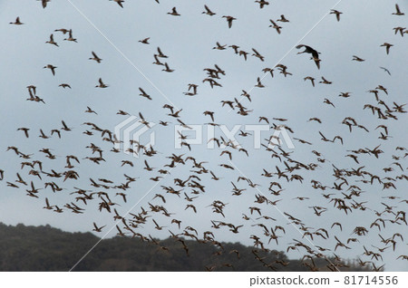 A flock of birds A flock of birds 81714556