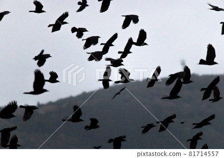 A flock of birds A flock of birds 81714557
