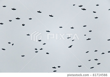 一群鳥 一群鳥 81714566