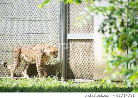 獵豹 獵豹 81714751