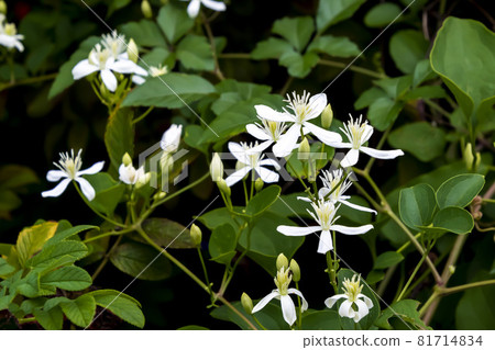 圓錐鐵線蓮 圓錐鐵線蓮 81714834