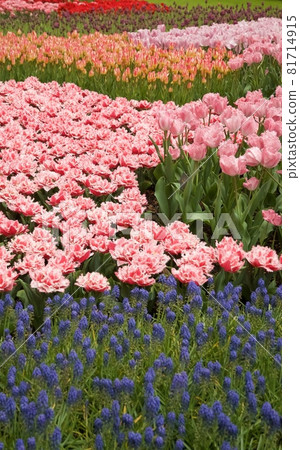 荷蘭庫肯霍夫公園 荷蘭庫肯霍夫公園 81714915