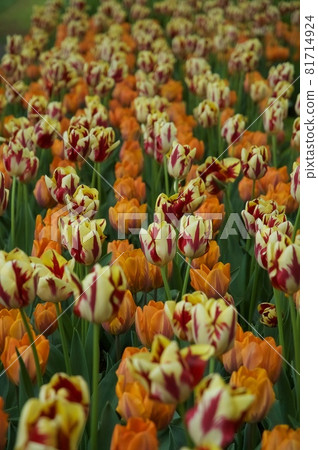 The Netherlands Keukenhof Park The Netherlands Keukenhof Park 81714924