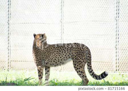  Cheetah 81715166