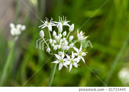 Nira Flower Nira Flower 81715445