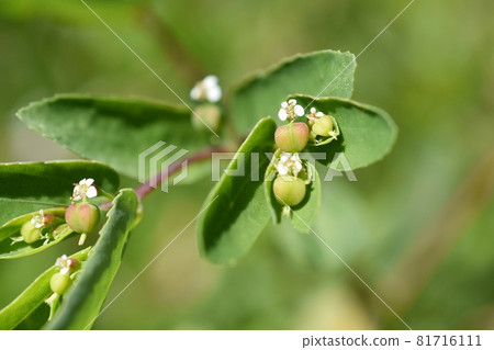 Close up of a giant lily of the valley 81716111