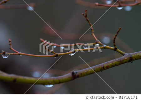 Branches, water droplets, nature, after rain 81716171