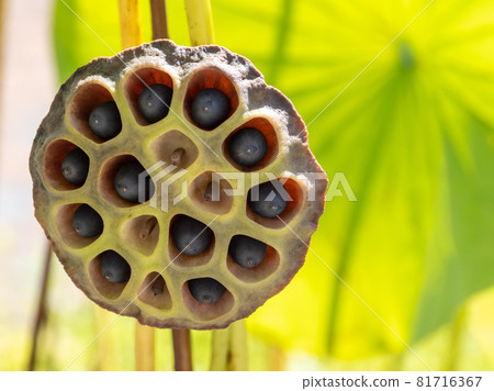 Lotus fruit 81716367