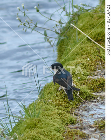 House martin Kawabe House martin Kawabe 81716421