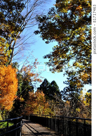 紅葉步行道[12月相模原市築井] 81717463