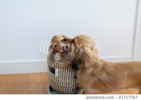 小狗 Kaninhen Dachshund 父母和孩子 81717567