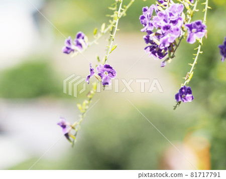 Duranta Taiwan Renkyo 81717791